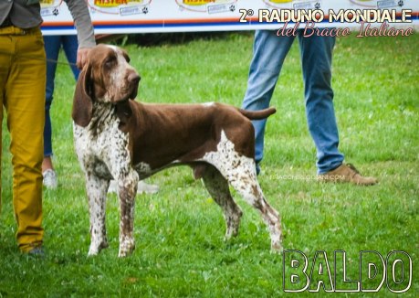 bracco italiano roano marrone esposizione raduno cani