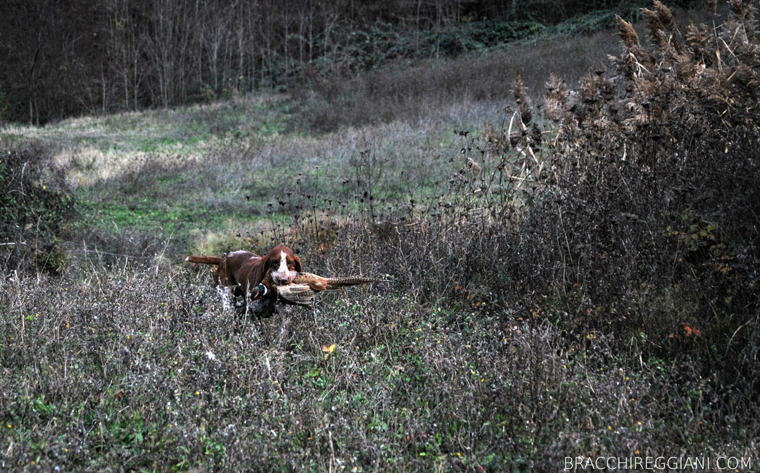caccia ferma cane bracco italiano riporto bosco pianura fagiano