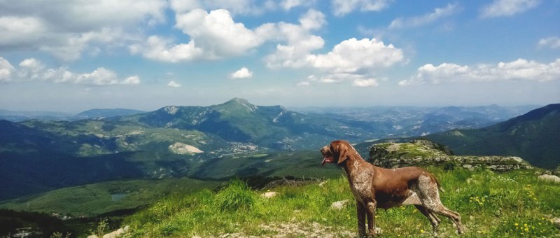 bracco italiano cane montagna